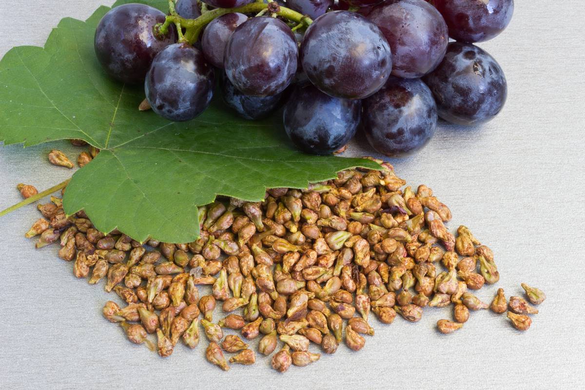 Foto colorida de cacho de uva e sementes da fruta - Metrópoles