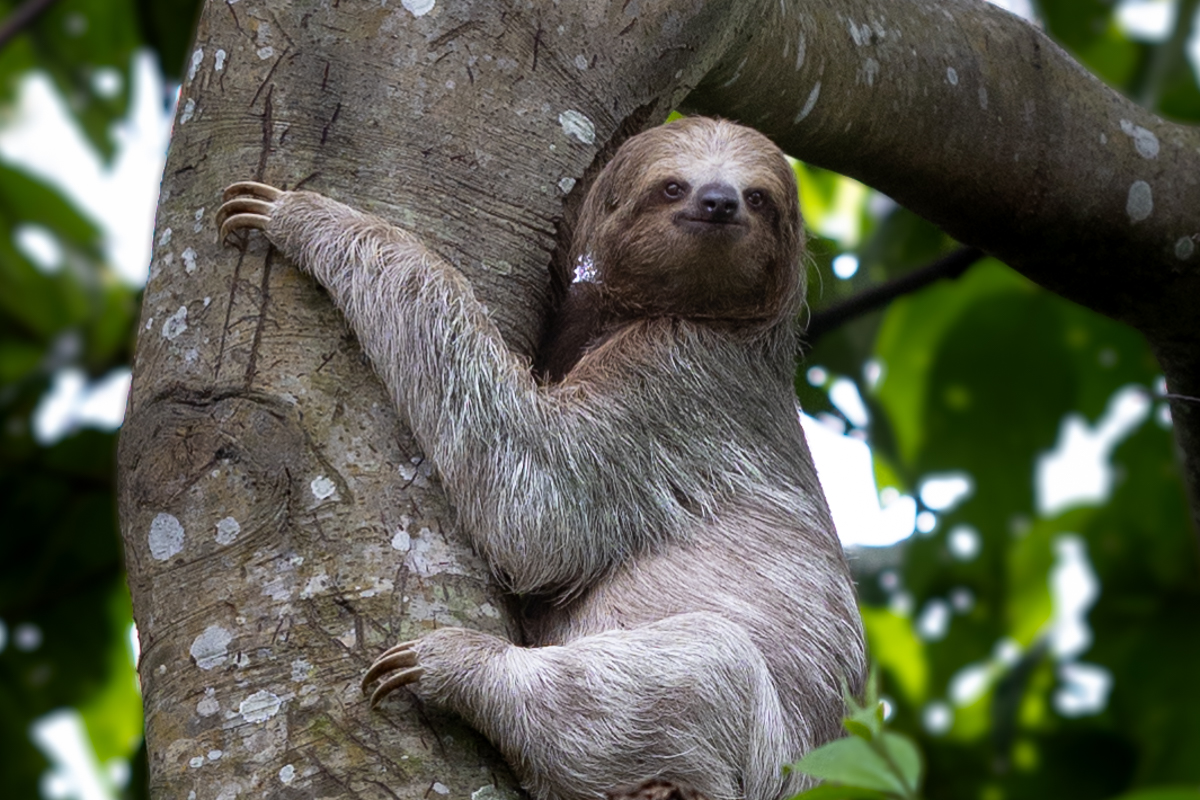 Costa Rica - bicho preguiça costa rica-1