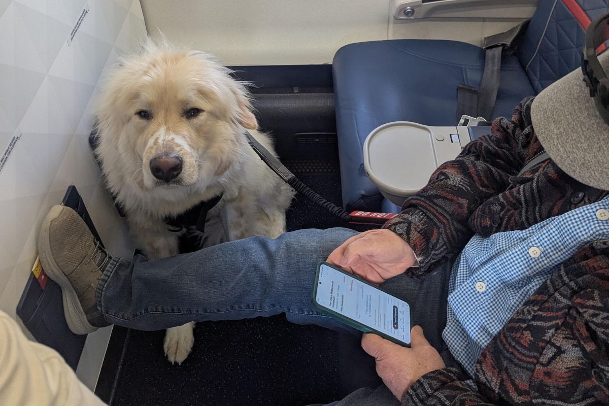 Foto colorida de um cachorro no avião - Metrópoles