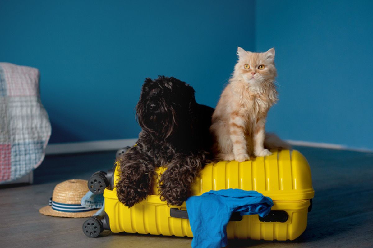 Imagem colorida de cachorro e gato sentados em mala amarela