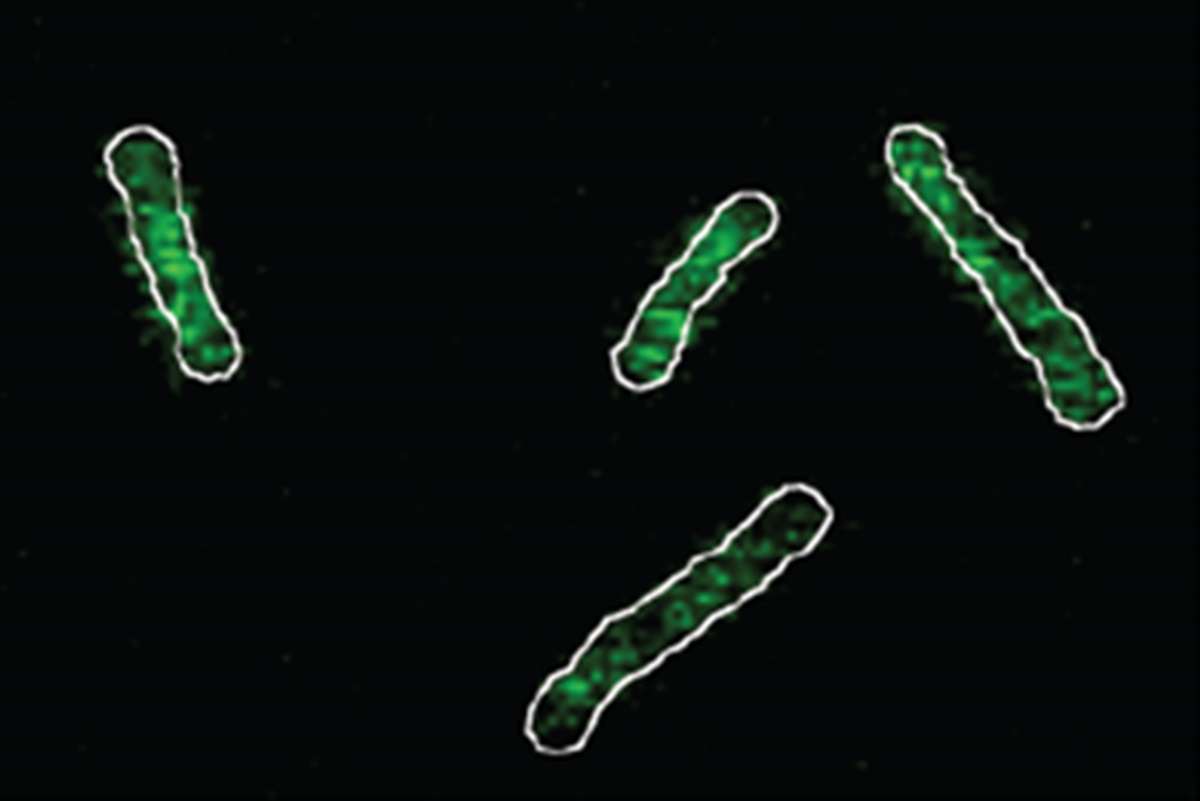 Bactéria resistente a antibióticos necessita de muito magnésio para sobreviver. Ilustração da pesquisa mostra em verde os átomos de magnésio e a pouca presença deles no ambiente quando a bactéria resistente se prolifera por ele