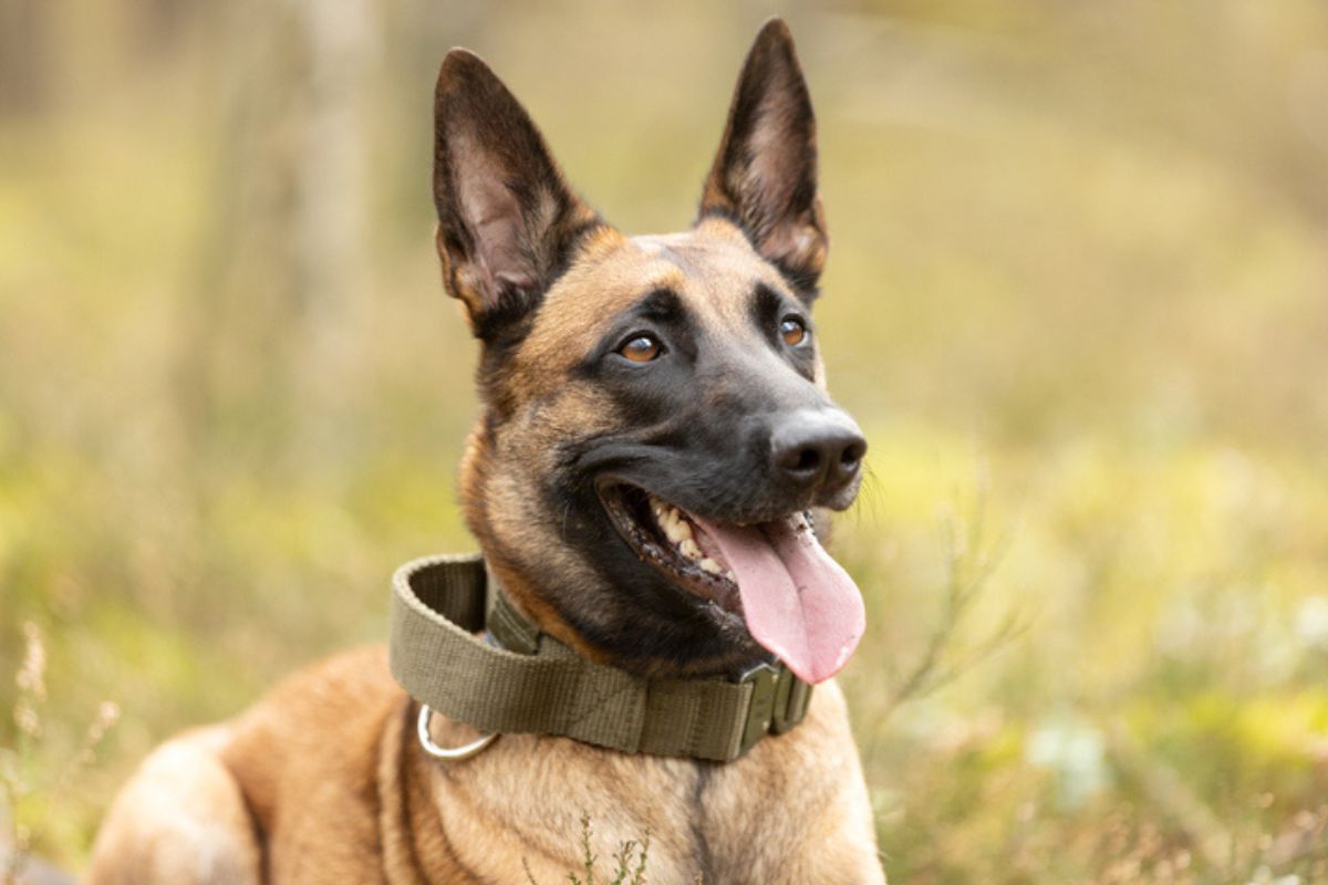 Imagem colorida de pastor belga malinois