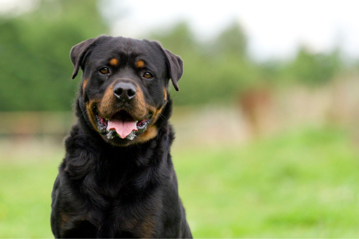 Imagem colorida de rotweiller olhando para frente