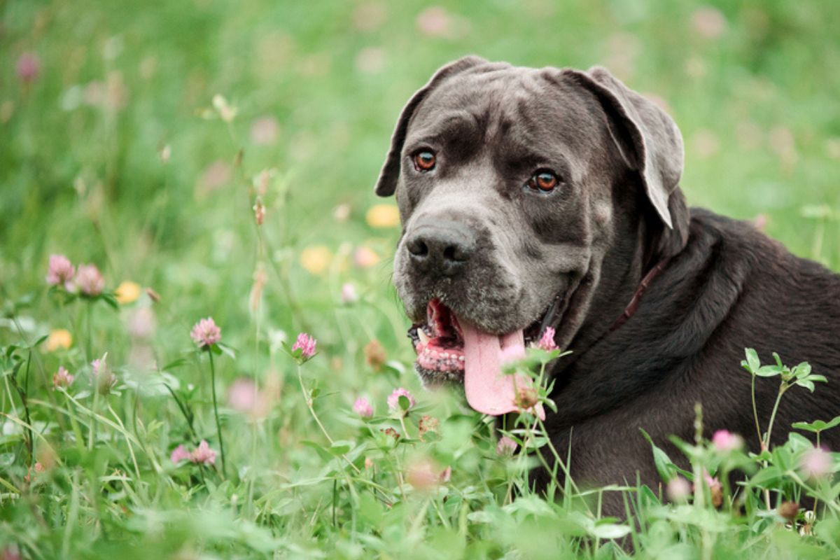 Imagem colorida de cane corso italiano