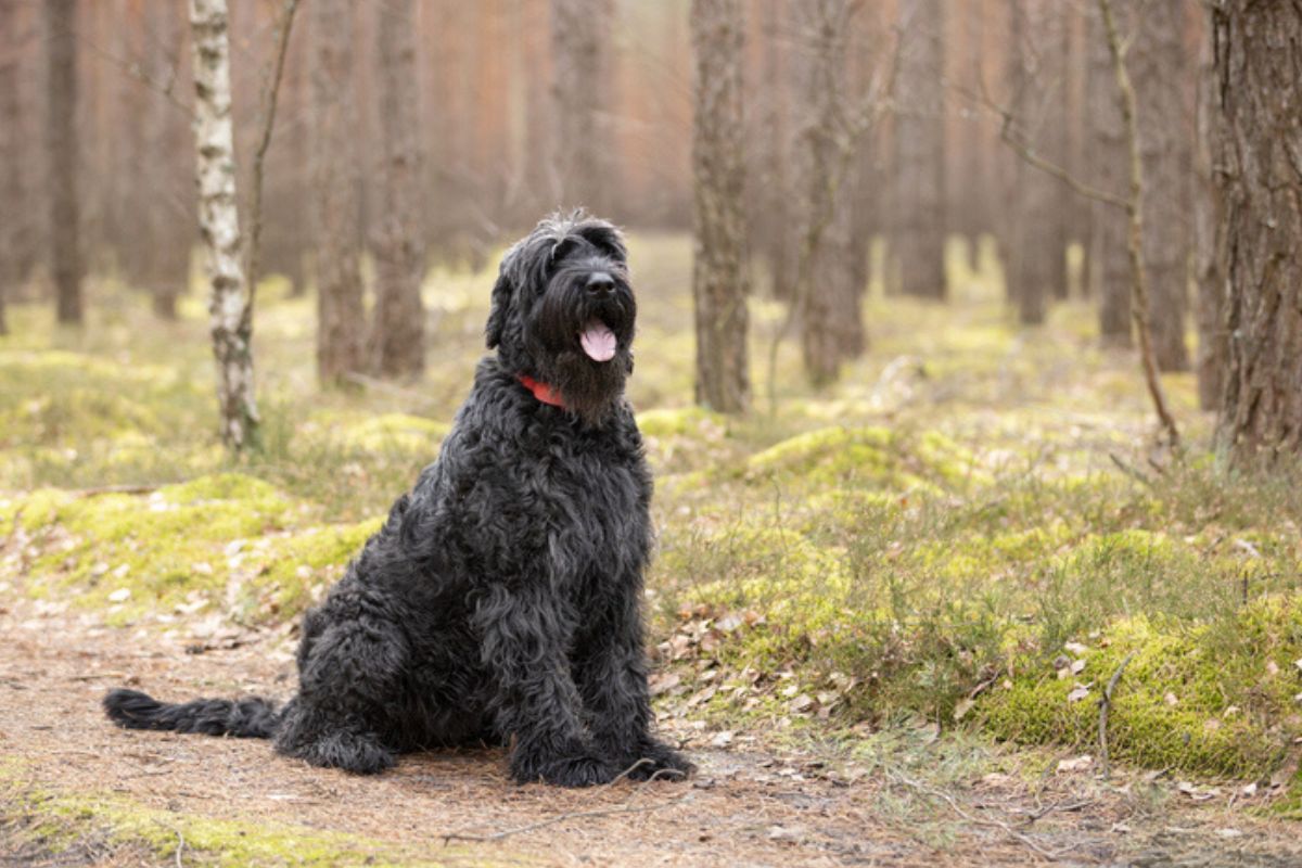 Imagem colorida de schnauzer gigante