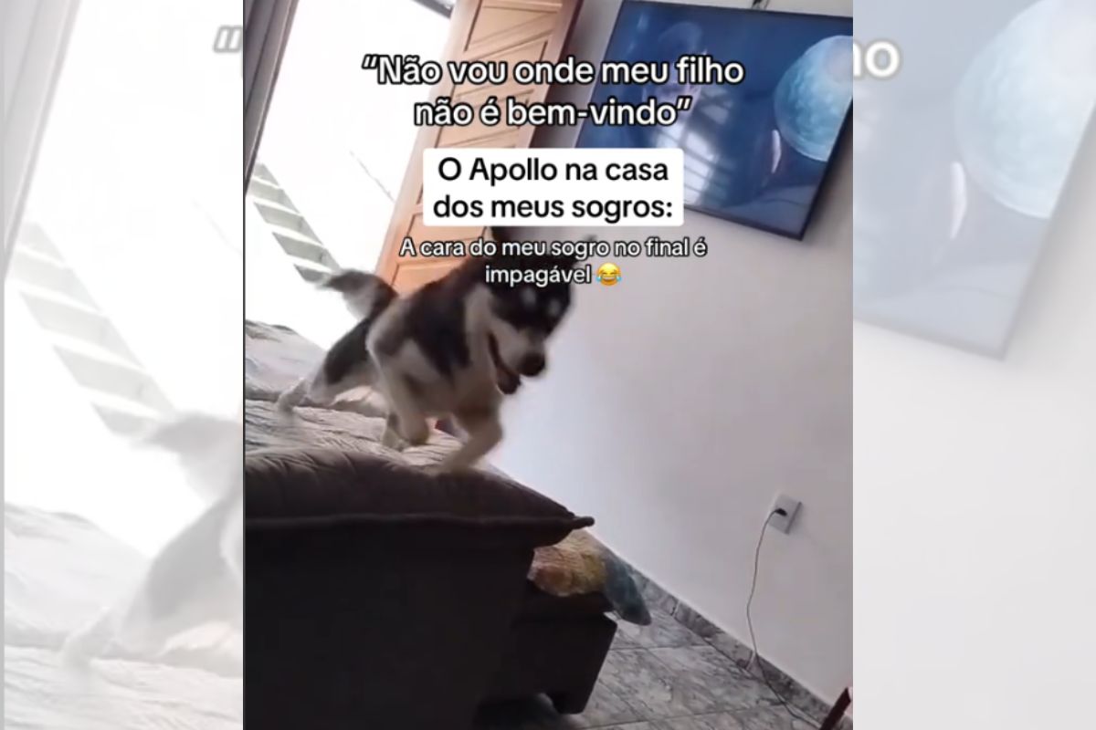 cachorro Apollo aprontando todas na casa dos avós