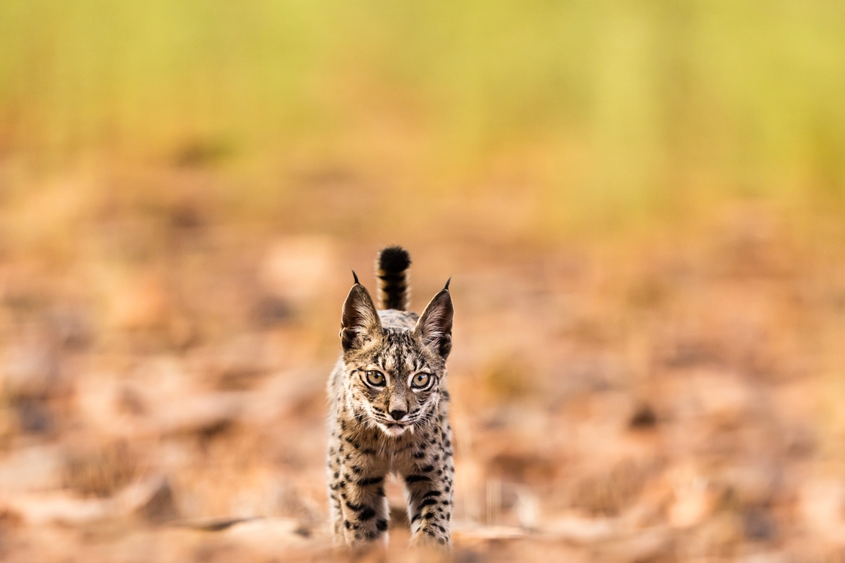 Gato selvagem na floresta - Metrópoles