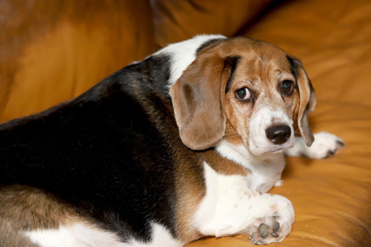 Imagem colorida de cachorro obeso deitado no sofá