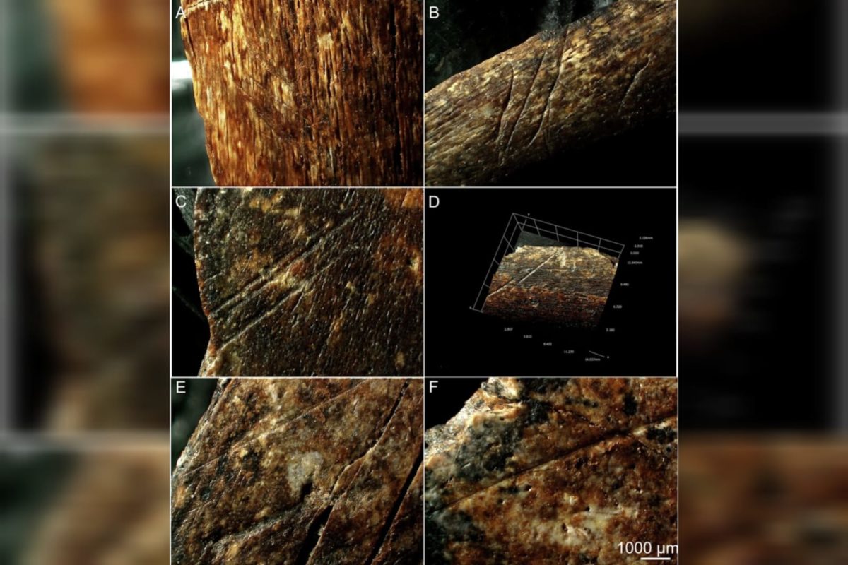 Homo erectus ossos de bois cortados