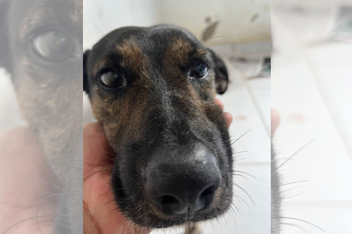 Foto colorida de um cachorro - Metrópoles