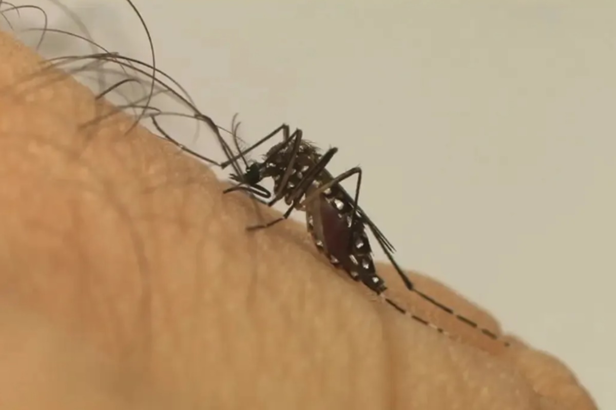 GO: 2 municípios receberão mosquitos com bactéria que combate a dengue