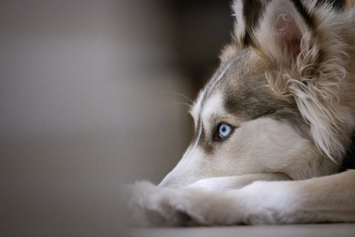 O Que Significa Quando Cachorros Ficam Grudados Durante o Acasalamento?