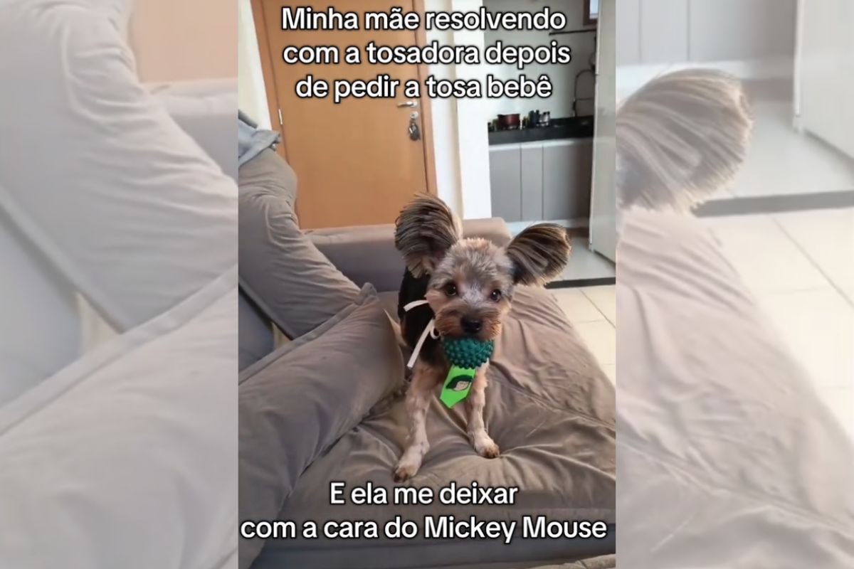 Cao-da-raca-yorkshire-vai-para-pet-shop-e-volta-irreconhecivel-video-1 Cão da raça yorkshire vai para pet shop e volta irreconhecível; vídeo