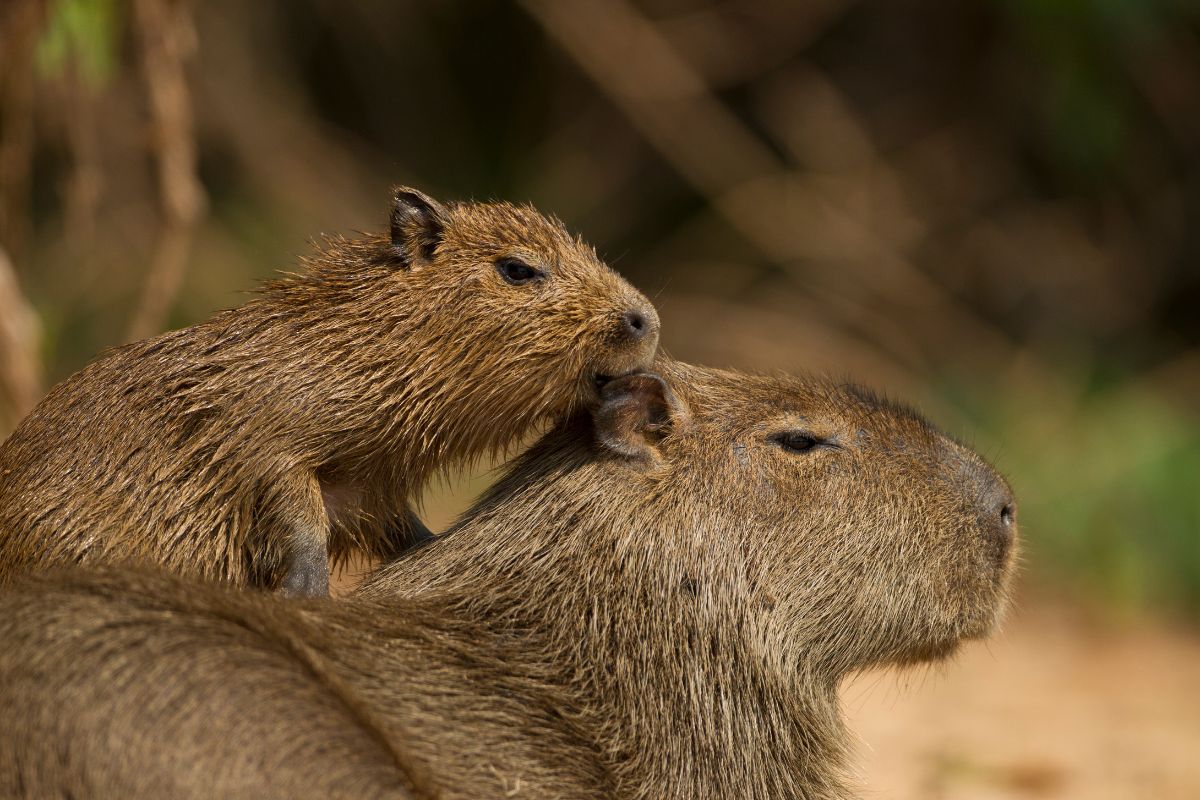 Capivara é abatida e carneada em ponte no centro de Aquidauana (MS)