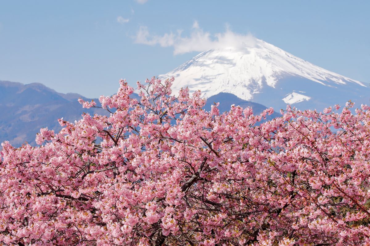 Foto colorida de cerejeiras no Japão - Metrópoles