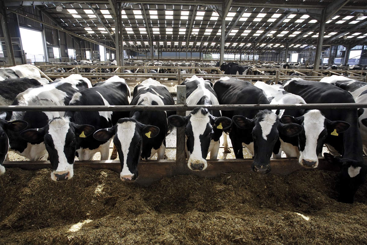 Foto de gado leiteiro no momento da alimentação - Metrópoles