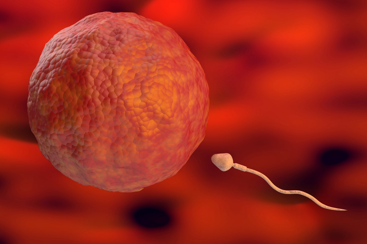 Esperma em direção ao óvulo dentro do útero na fertilização natural. Ilustração 3D em fundo orgânico
