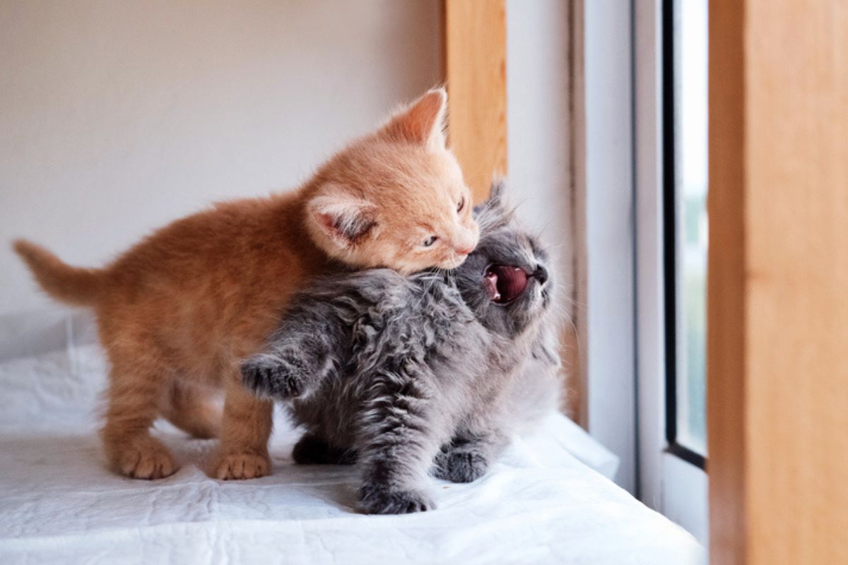 Dicas para diminuir conflitos entre gatos em casa: 6 estratégias eficazes