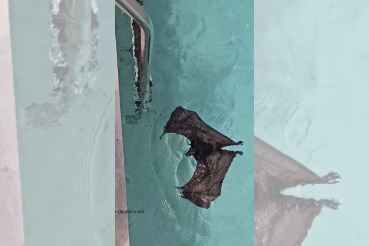 Foto colorida de um morcego na piscina - Metrópoles