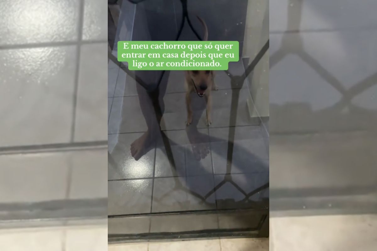 Foto colorida de um cachorro na porta - Metrópoles