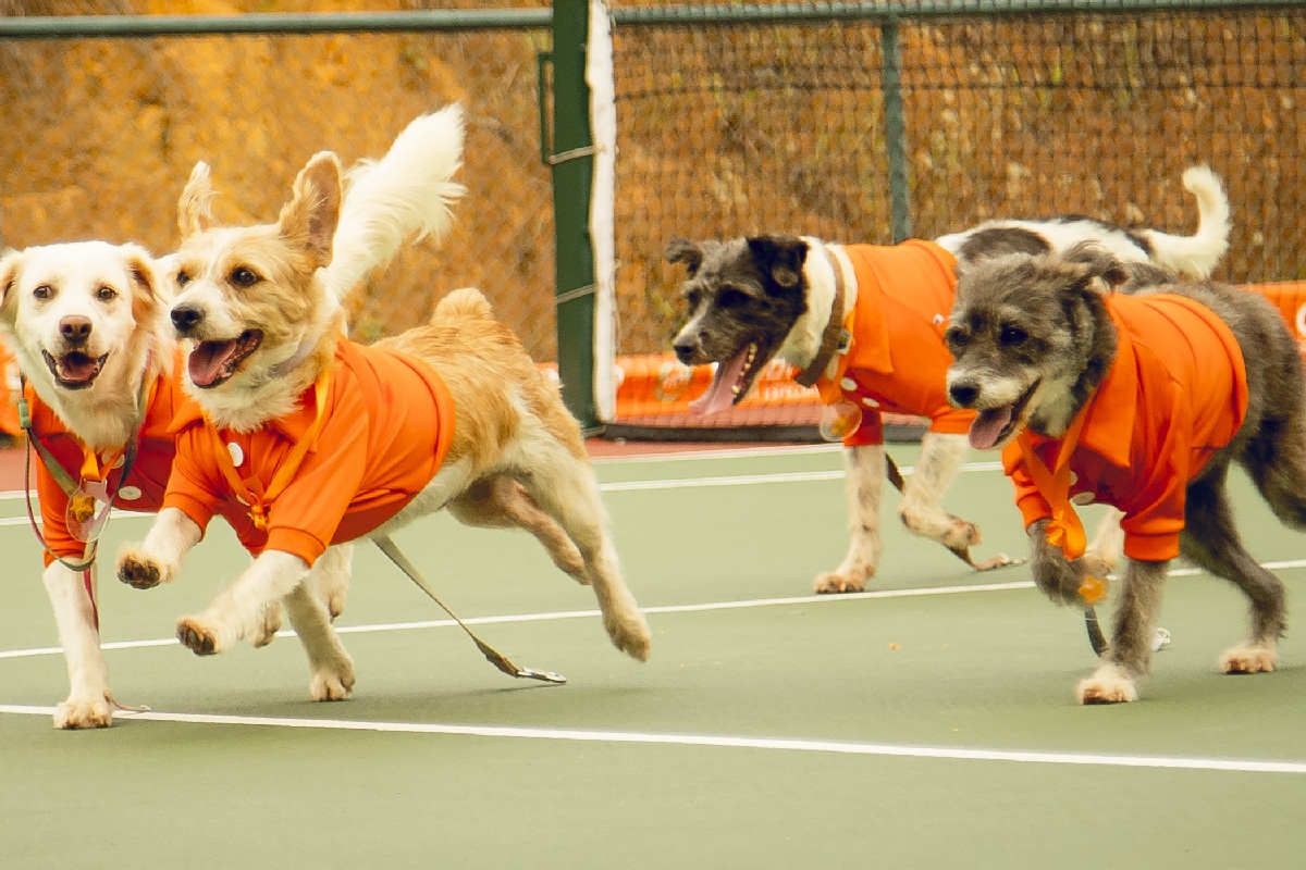 Imagem colorida mostra CãoDulas preparados para o Open Rio 2025 - Metrópoles