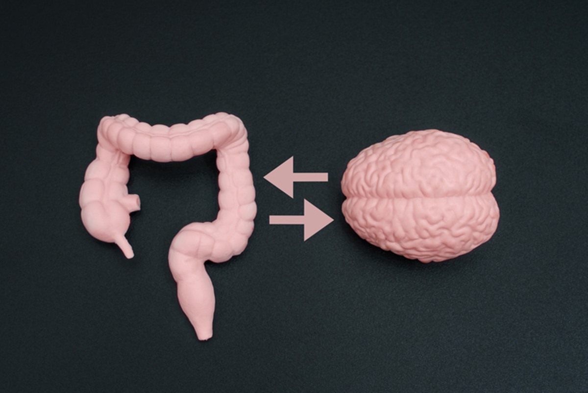 Foto colorida de maquetes de intestino e cérebro - Metrópoles