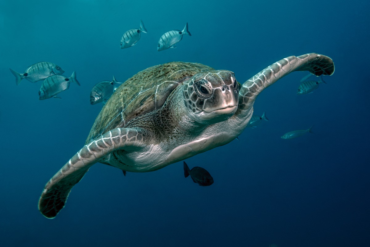 Tartaruga nadando em alto mar - Metrópoles