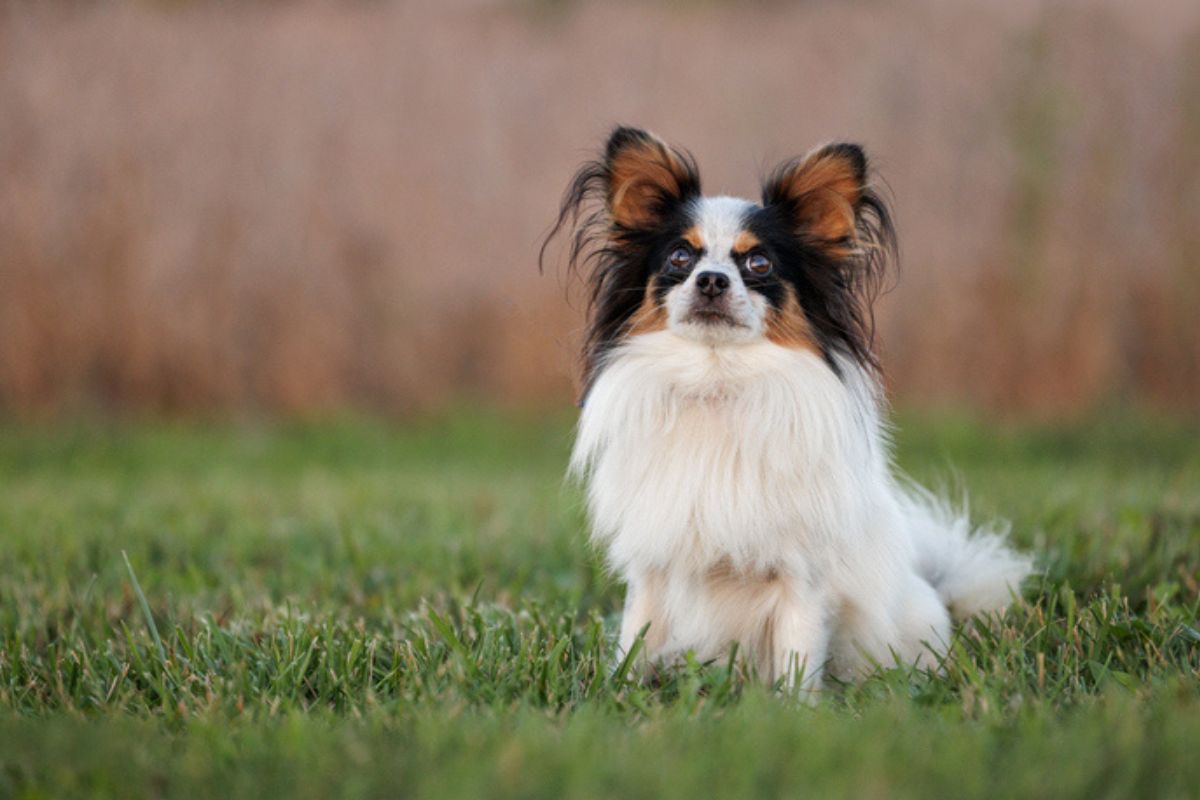 Imagem colorida de cachorro da raça papillon sentado na grama