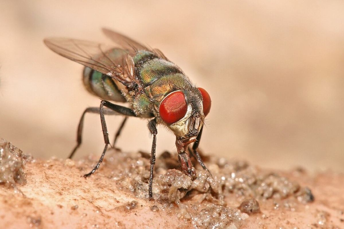 mosca-varejeira EUA confirmam 1° caso de mosca-bicheira em humano; médicos explicam