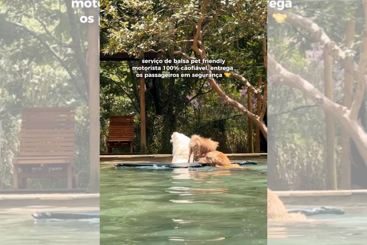 Foto colorida de um cachorro na piscina - Metrópoles