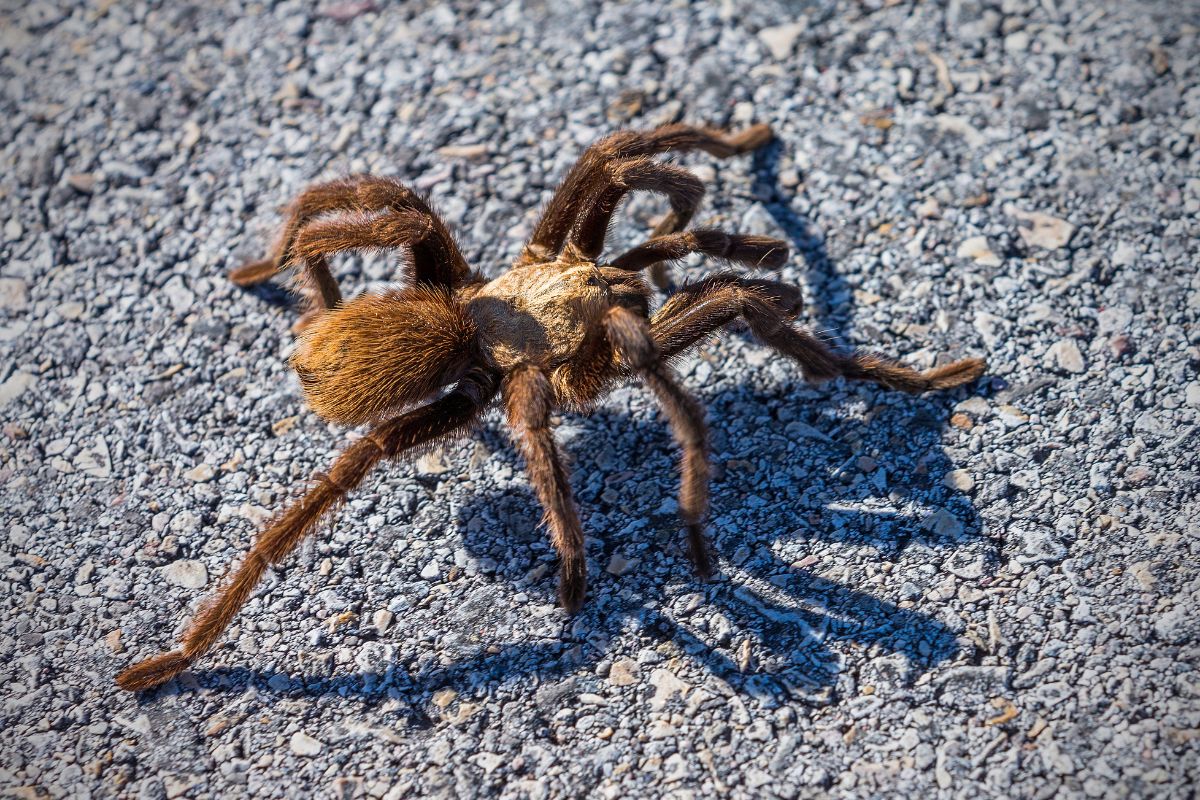 Foto colorida de uma aranha - Metrópoles