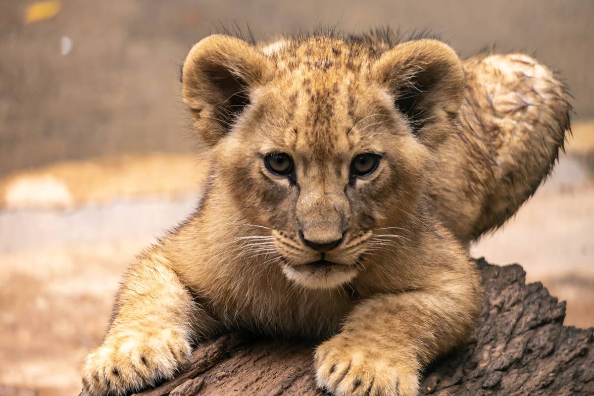 Os quatro filhotes de leão nasceram em novembro no Zoo de São Paulo. Eles estão na maternidade e podem ser vistos pelo público por uma TV - Metrópoles