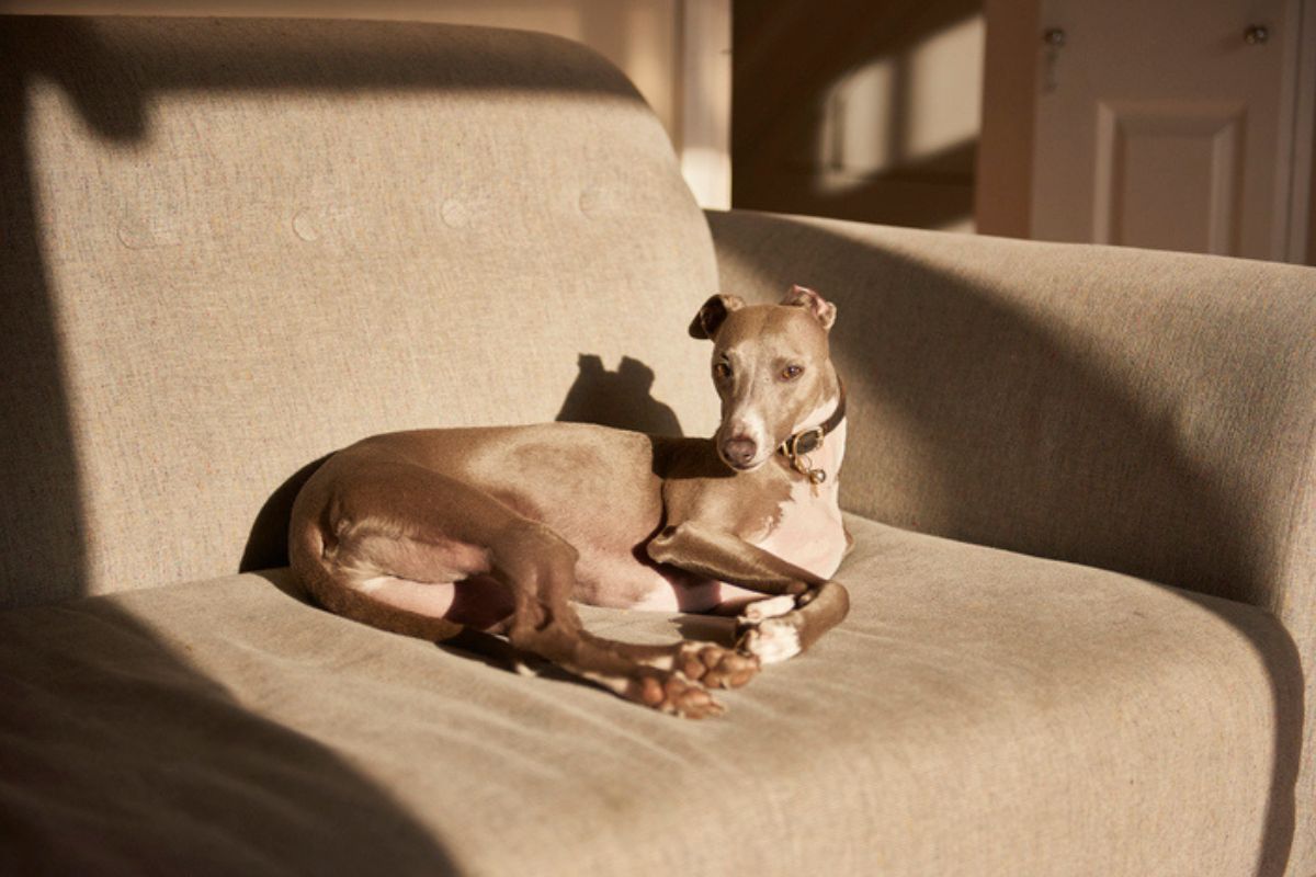 Imagem colorida de cachorro da raça whippet deitado sob sofá