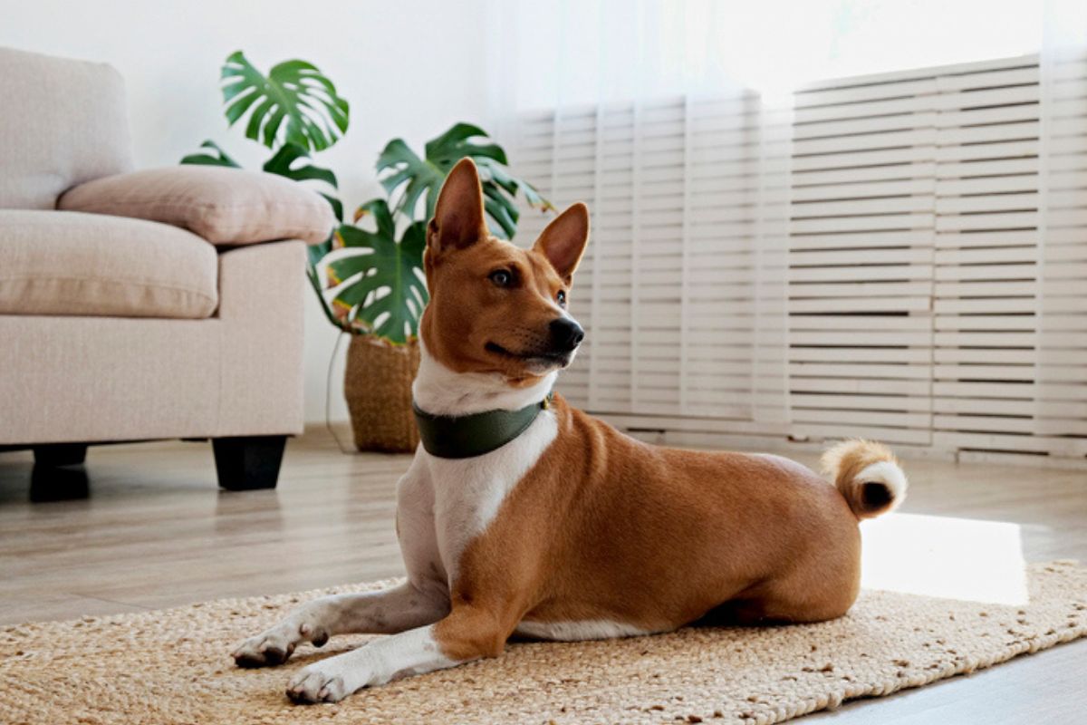 Imagem colorida de cachorro da raça basenji