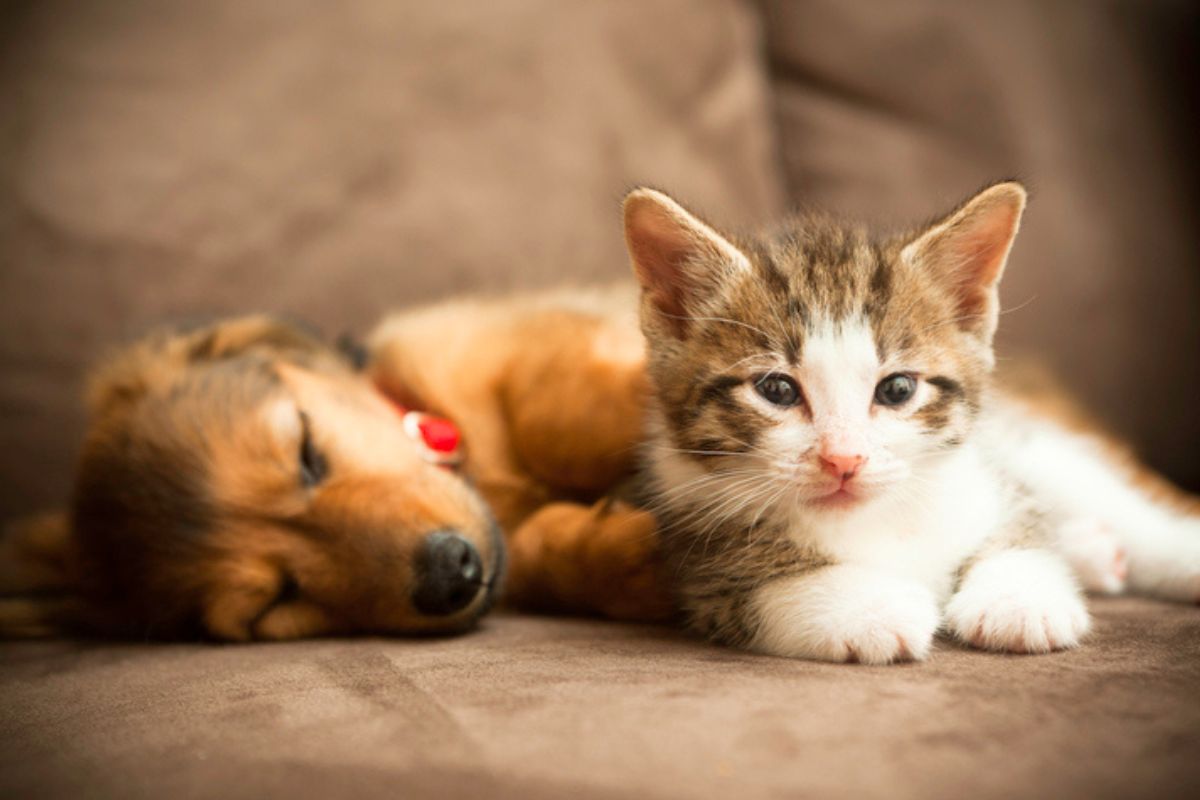 Imagem colorida de gato deitado em sofá junto à cachorro