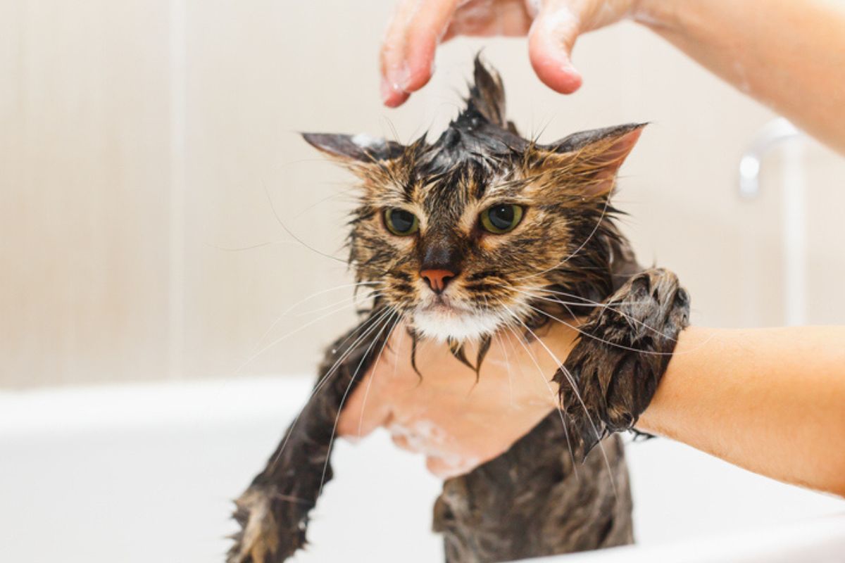 Como dar banho no seu gato sem “traumatizar” o bichano