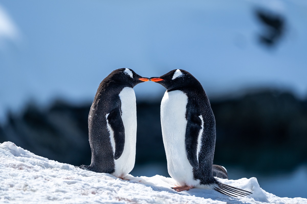 Foto colorida de dois pinguins na neve - Metrópoles 