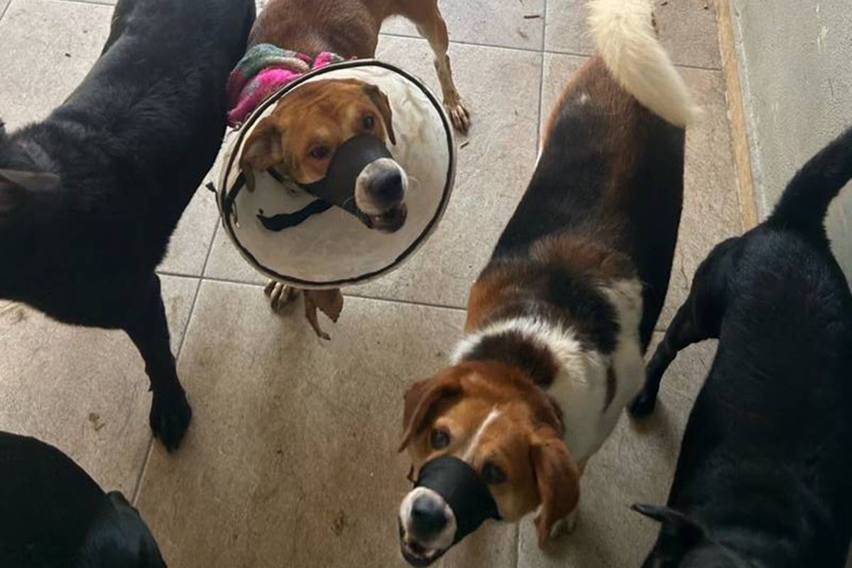 Zoofilia e morte: dono e funcionário de hotel para pets são presos | Metrópoles