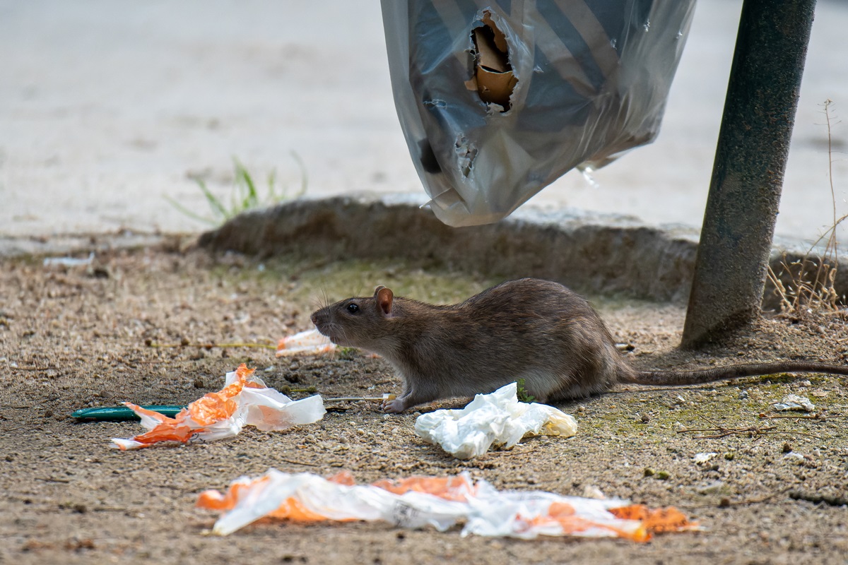 Imagem de roedores buscando alimento no lixo - Metrópoles 