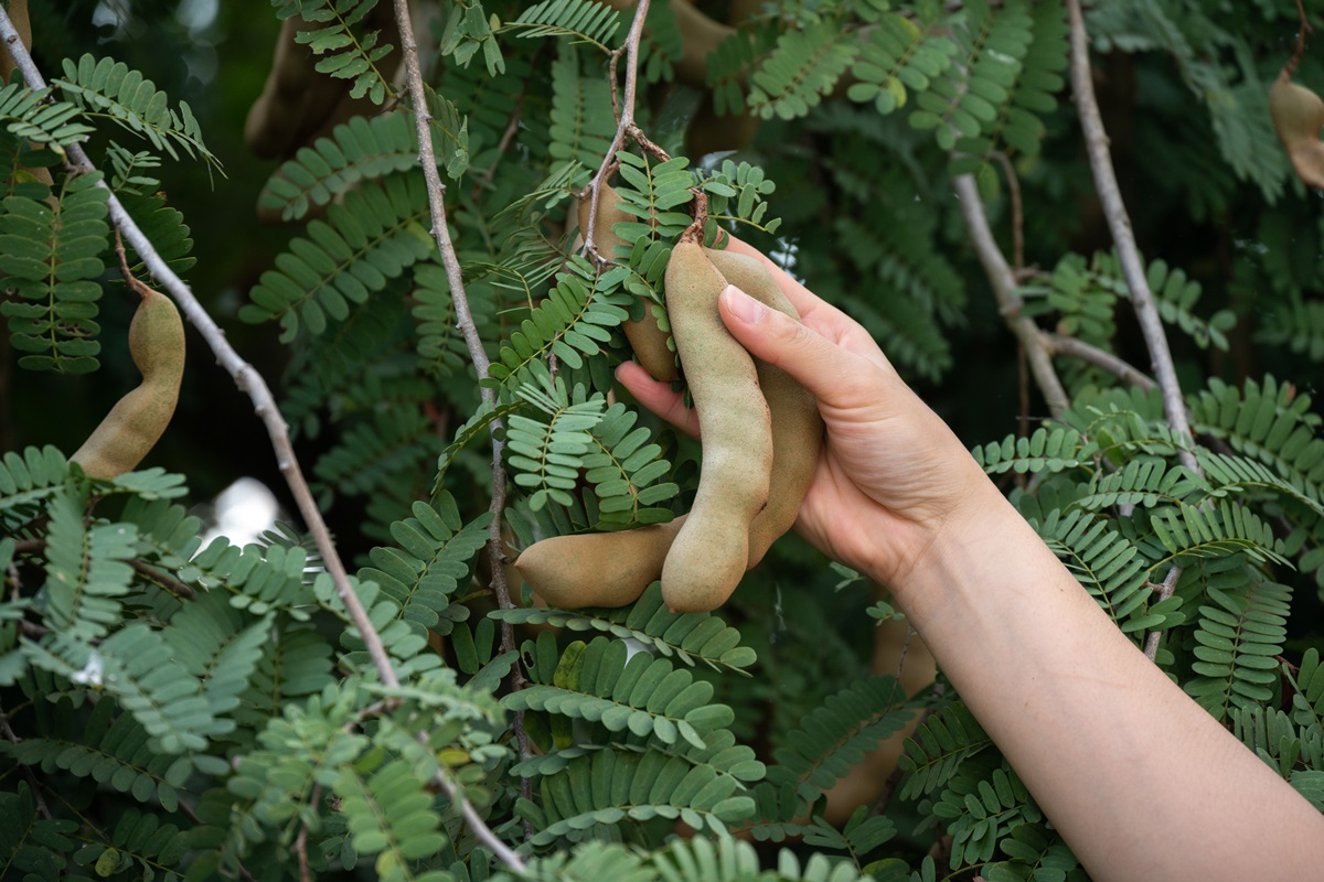 tamarindo-1 Chá de folha de tamarindo: veja os benefícios da bebida antioxidante