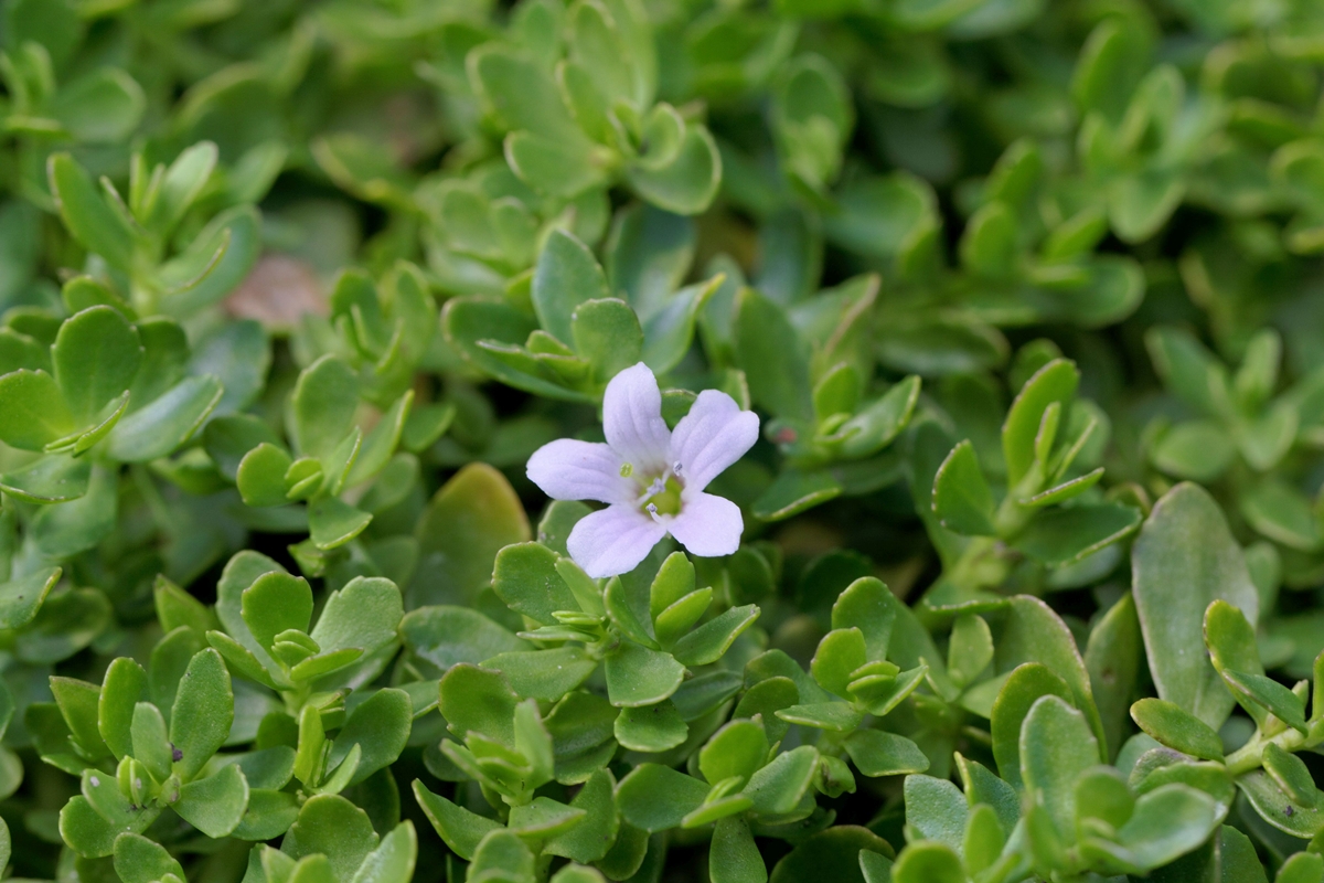 Bacopa monnieri