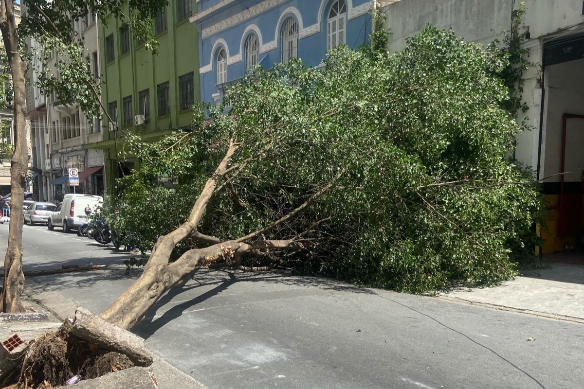 Temporal e ventania derrubaram 875 árvores em 22 horas em SP