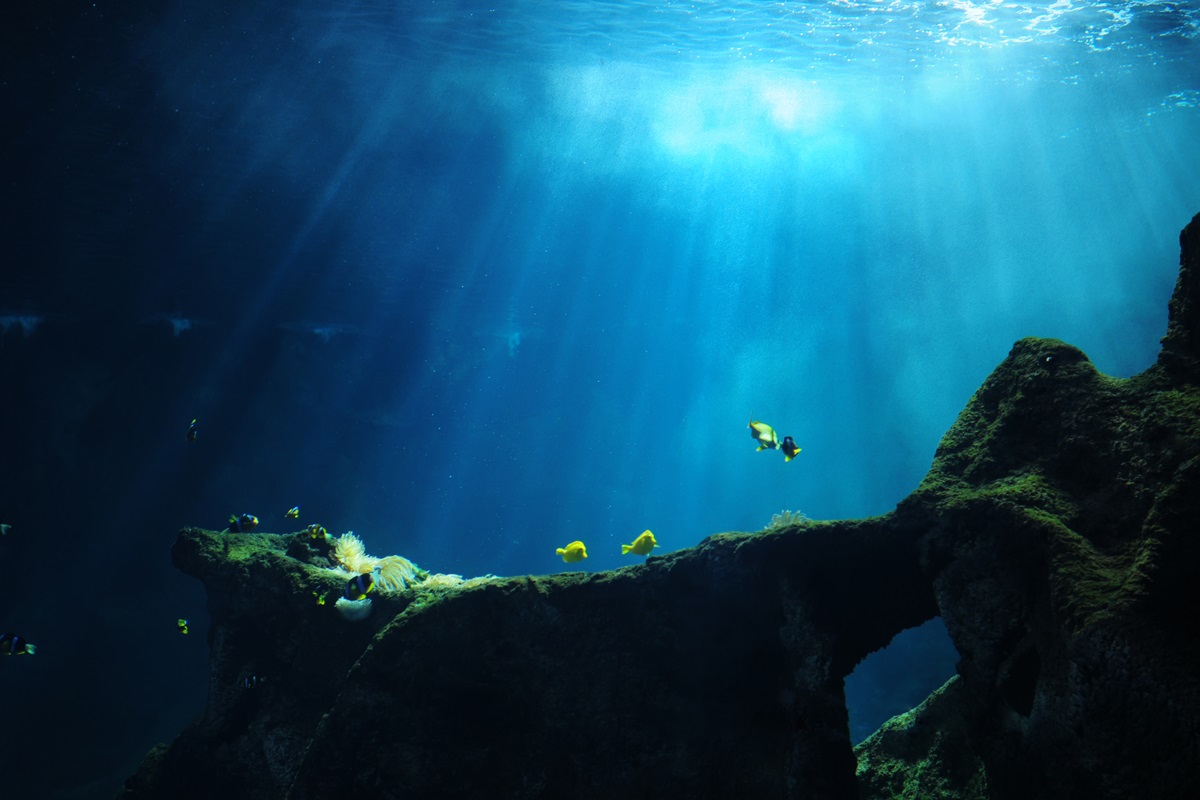 Imagem de biodiversidade marinha - Metrópoles 