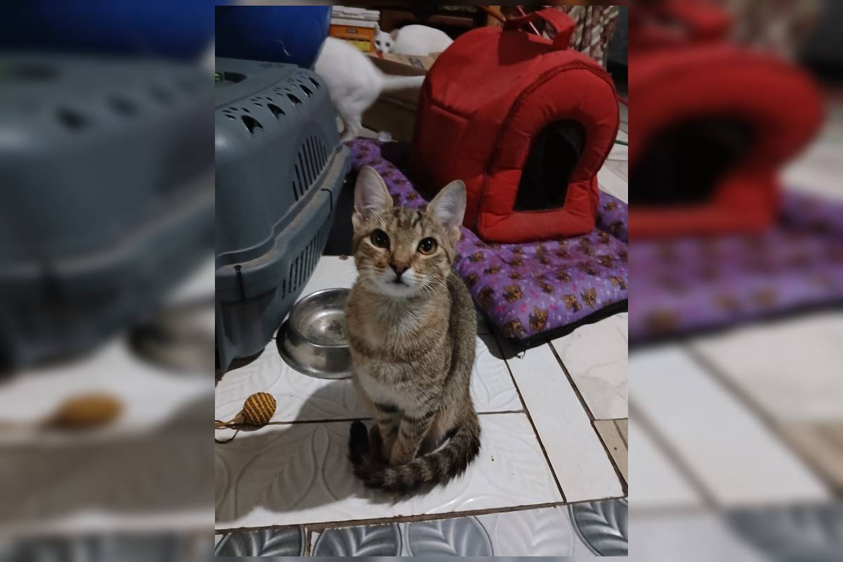 Veneno, ritual e mutilação: violência contra gatos cresce 200% no DF