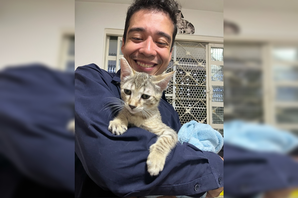 Psicólogo que torturou e matou 20 gatos no DF tem julgamento marcado