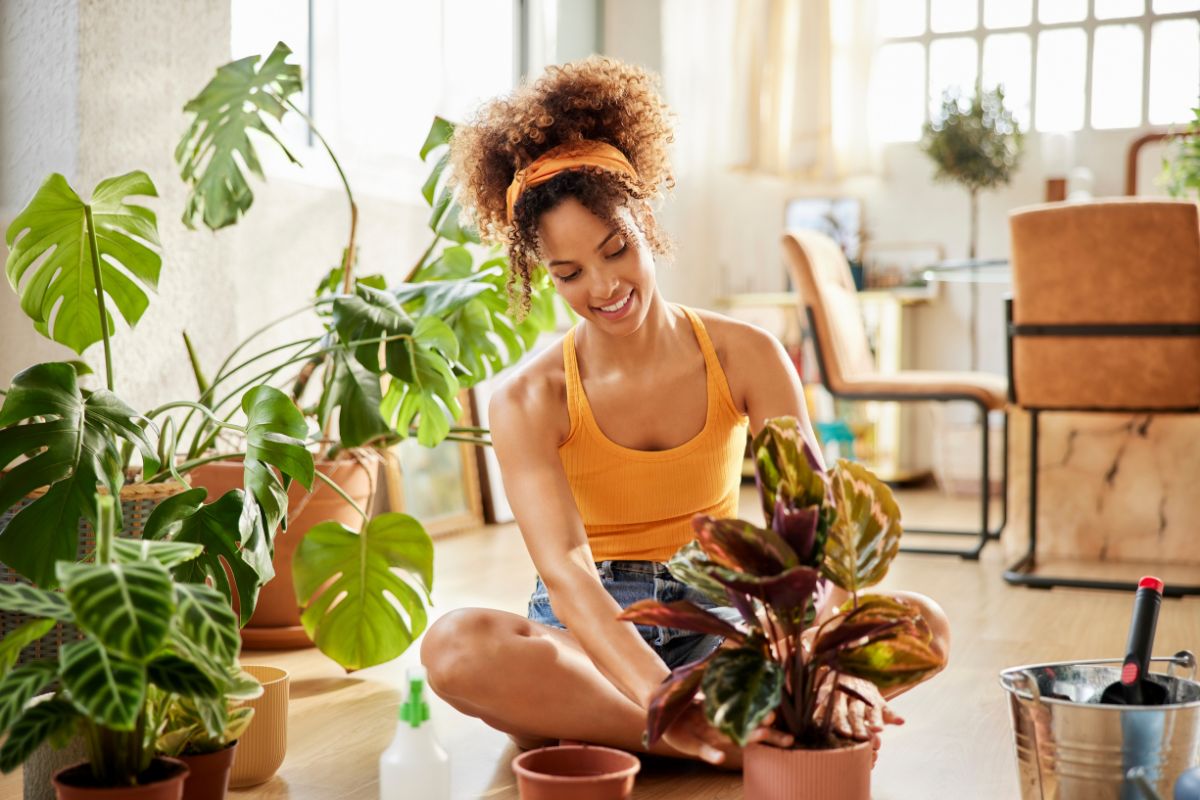 plantas de sombra