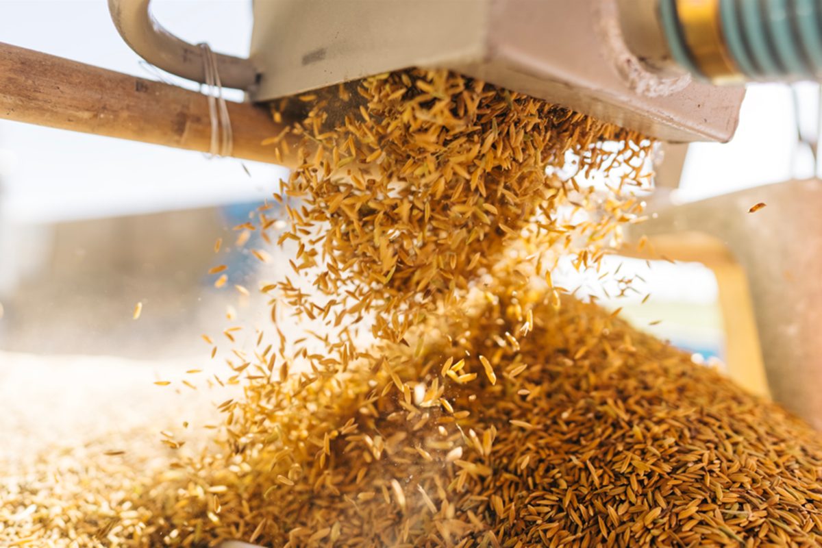 Exportação de arroz dispara 82% em maio. Importação está em queda