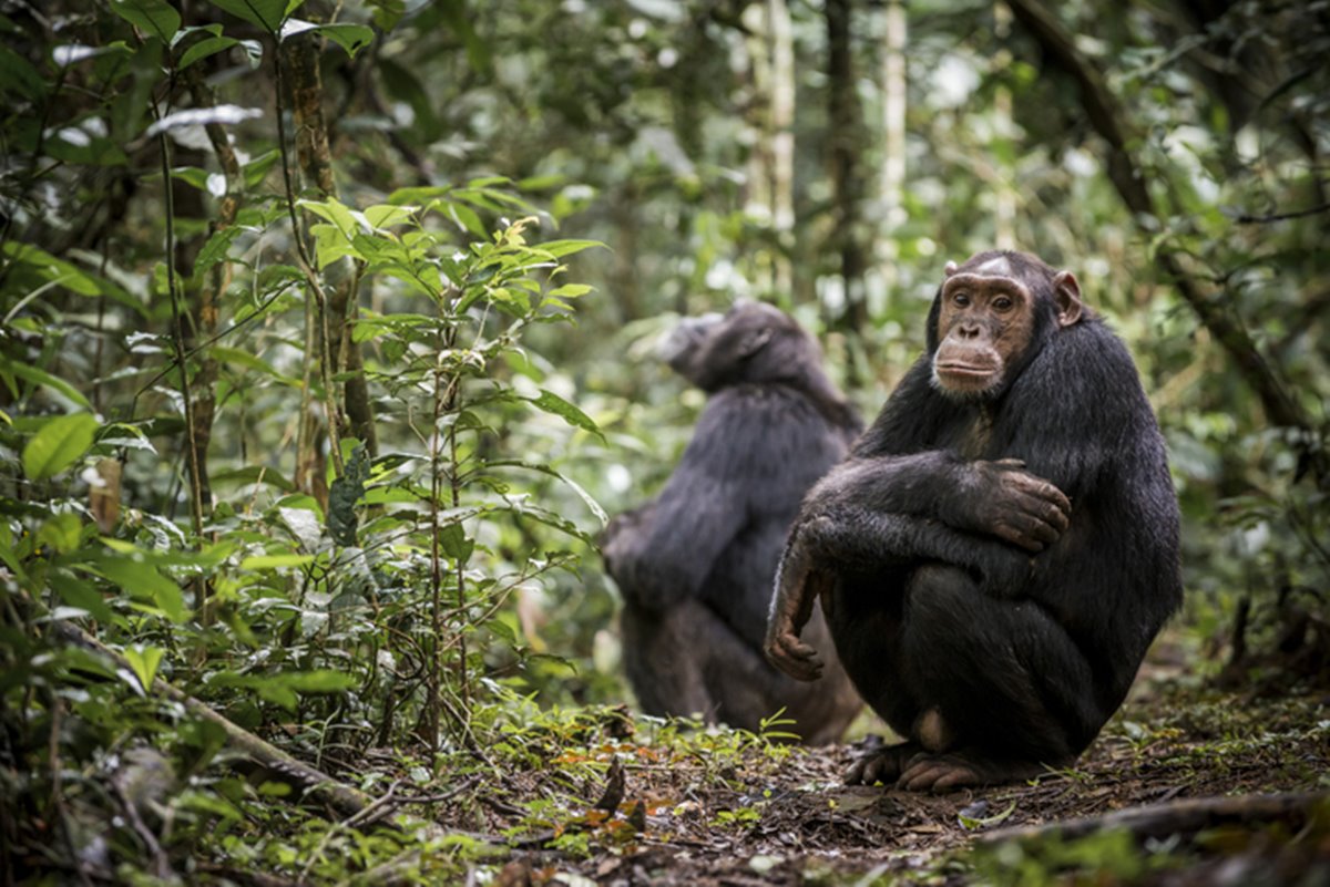 Entenda por que animais não podem falar como os humanos