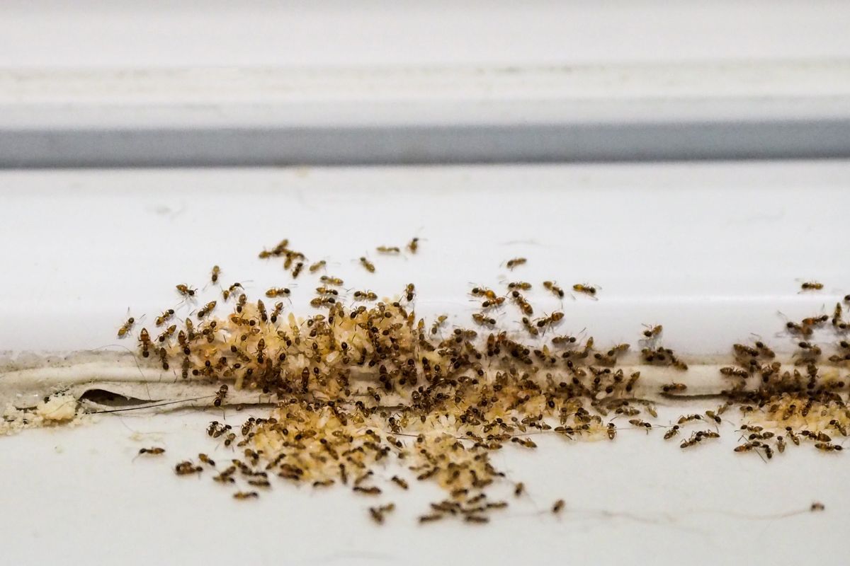 Formigas nunca mais: elimine esses insetos da casa e do jardim
