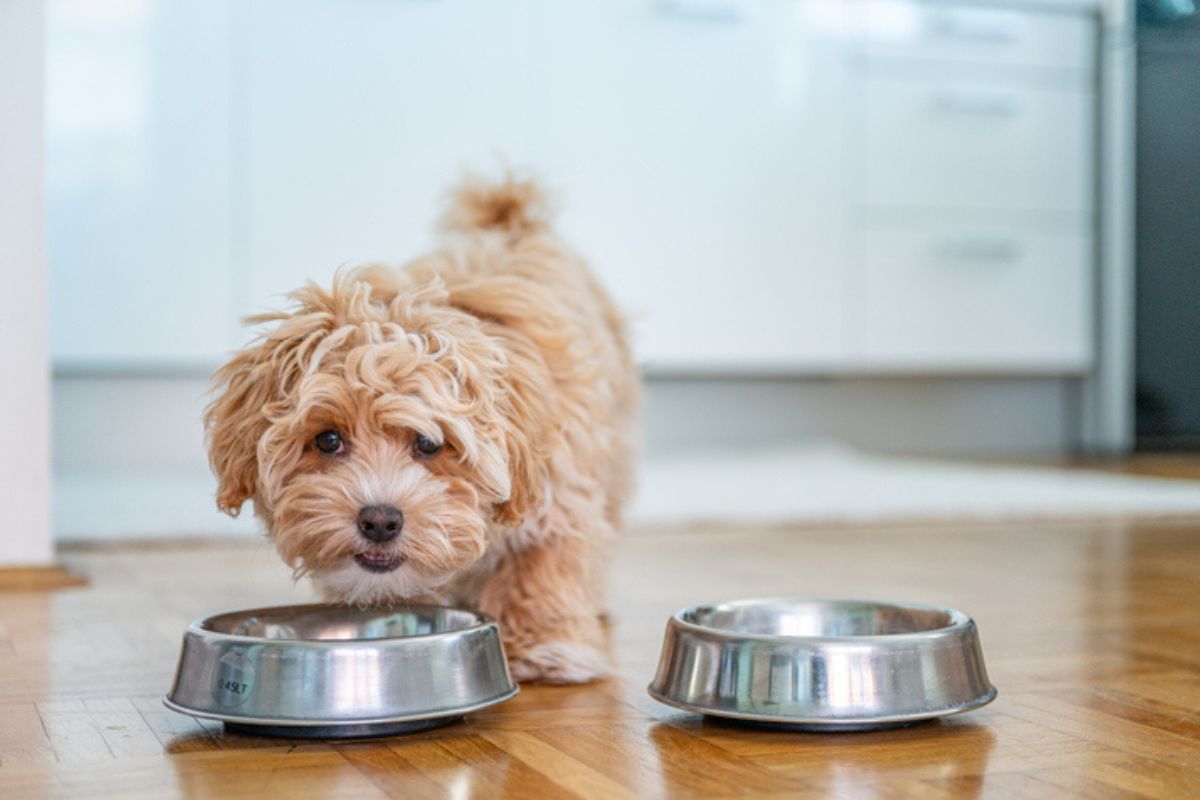 Saiba quais alimentos comuns são totalmente proibidos para cachorros